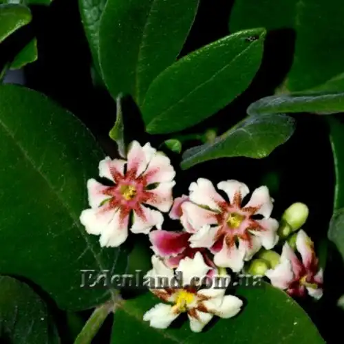 Изображение цветы