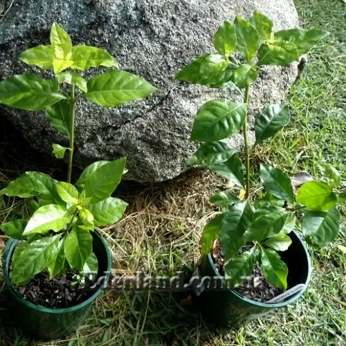 Изображение саженцы