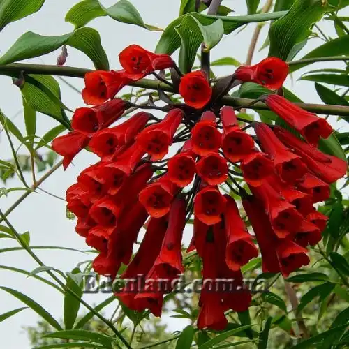 Изображение Бомарея многоцветковая  - Bomarea multiflora