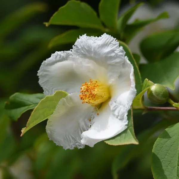 Стюартія псевдокамелія - Stewartia pseudocamellia — квітка