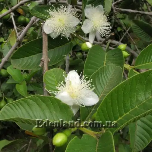 Зображення Псидіум Гуайава - Psidium guajava 