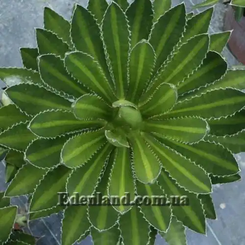 Зображення Агава однострічкова - Agave univittata