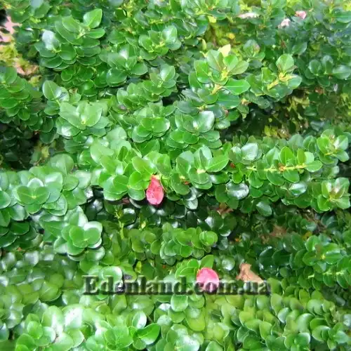 Изображение плодоносящее растение