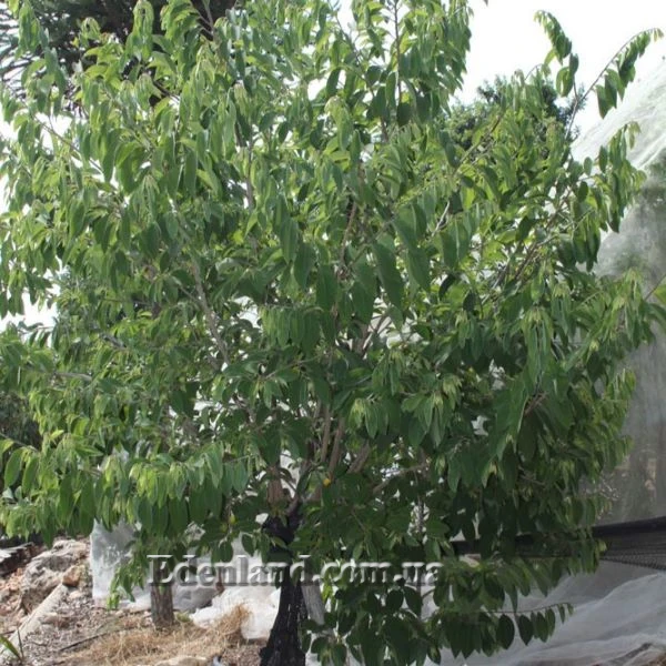 Изображение дерево 