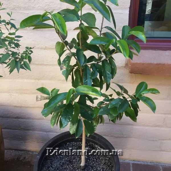 Зображення рослини у горщику