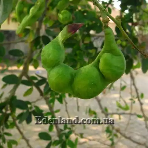 Изображение Питецеллобиум сладкий - Pithecellobium dulce