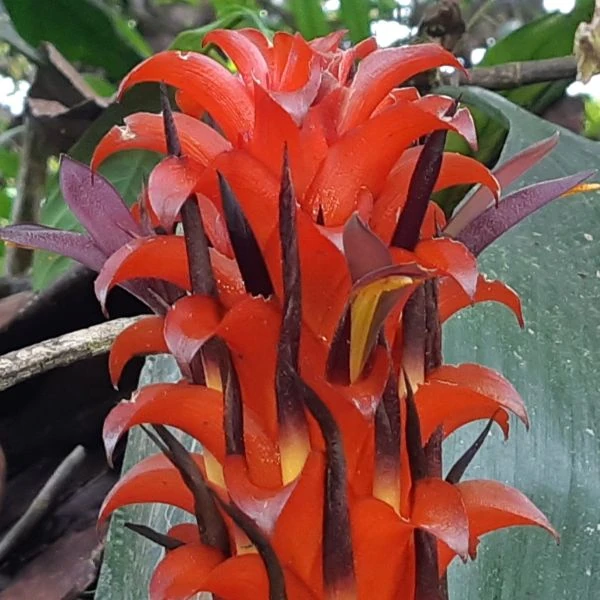 Зображення Піткернія чорна - Pitcairnia nigra 