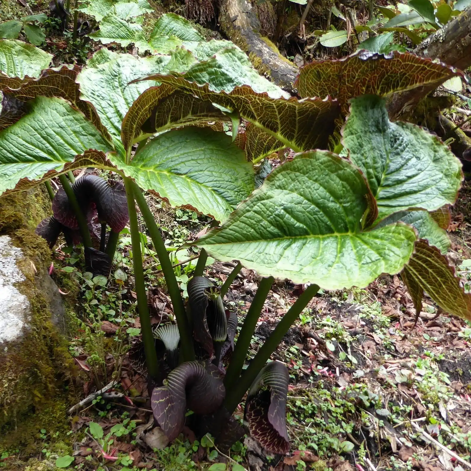 Изображение Аризема Гриффита  - Arisaema griffithii