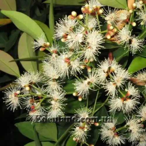 Изображение Евгения миртолистная - Eugenia myrtifolia