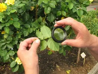 Вредители и болезни