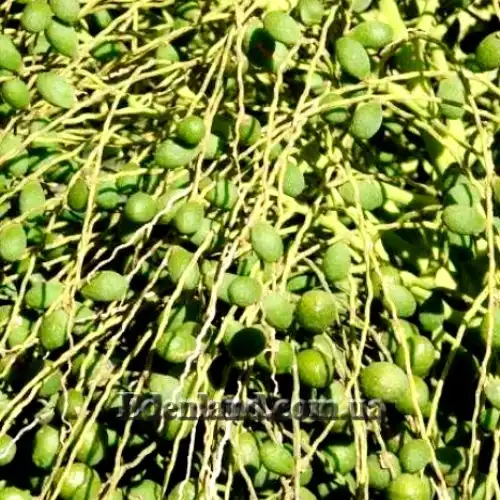 Изображение зеленые плоды