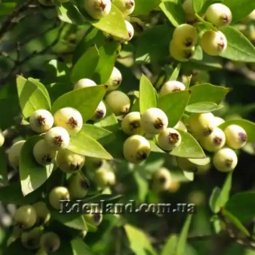 Изображение Мирт обыкновенный белоплодный - Myrtus communis var. leucocarpa