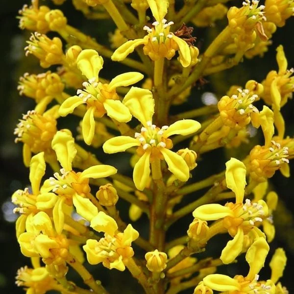 Зображення Спахея молочна - Spachea lactescens  