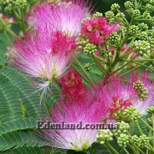 Зображення Альбіція шовкова (рожева) - Albizia julibrissin var. rosea