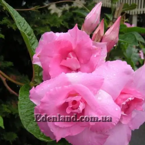 Мандевилла приятная - Mandevilla amabilis