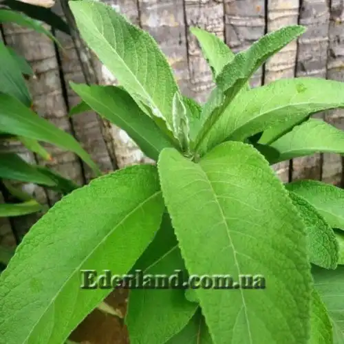 Изображение Блюмея бальзамическая - Blumea balsamifera