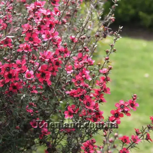 Изображение цветение