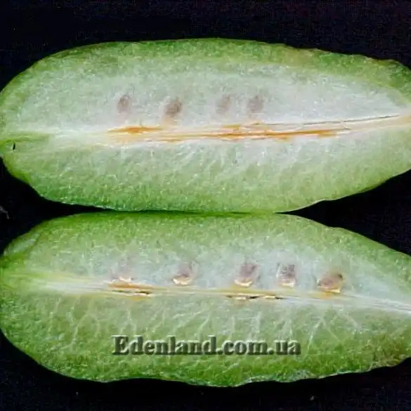 Зображення Аверроа білімбі - Averrhoa bilimbi