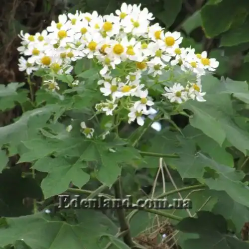 Зображення Монтаноа гібіскусолістна - Montanoa hibiscifolia