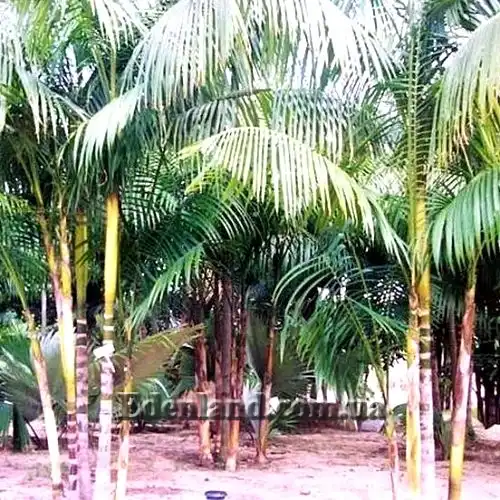 Изображение пальмы