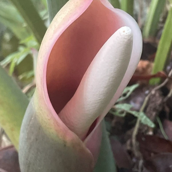 Зображення Філодендрон променистий - Philodendron radiatum 
