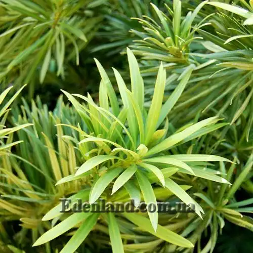 Изображение Подокарпус - Podocarpus