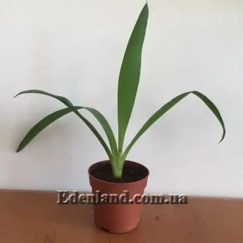 Изображение саженцы в продаже