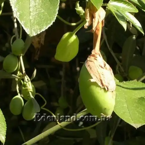 Зображення Пасифлора рукавчаста - Passiflora manicata