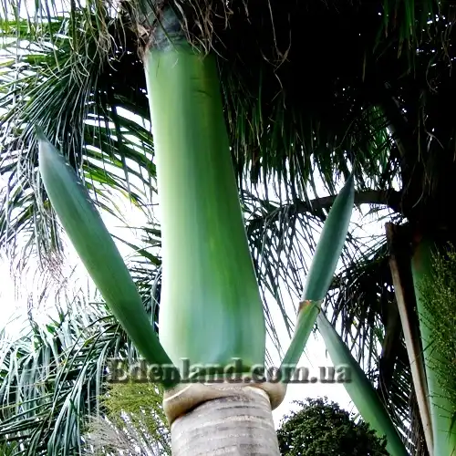 Изображение начало цветения