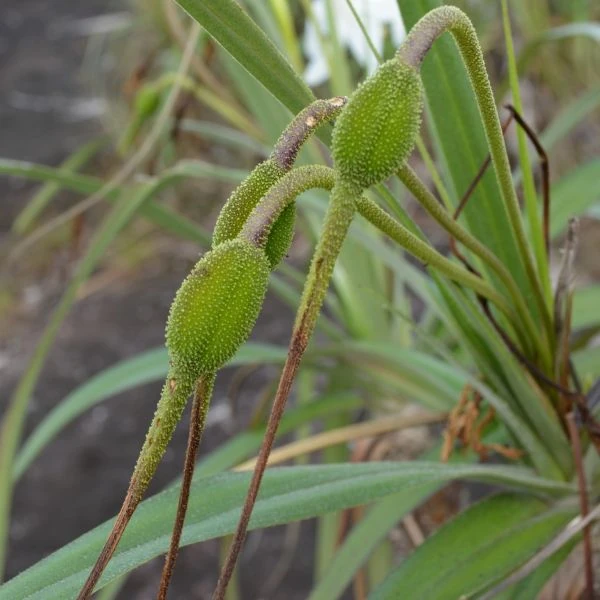 Зображення Велозія трубчаста - Vellozia tubiflora
