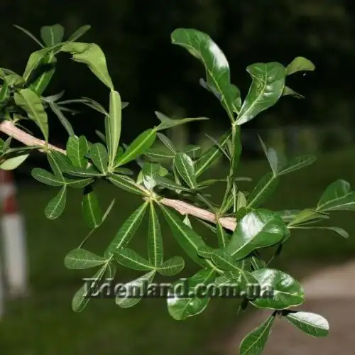 Зображення Кресцентія крилата - Crescentia alata