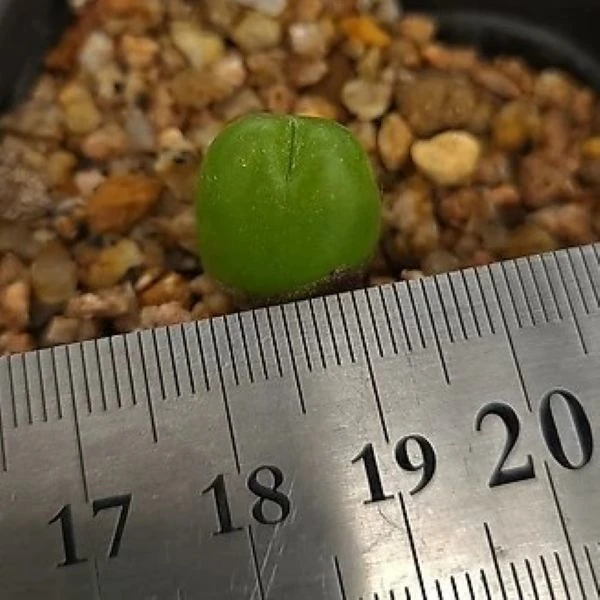 Зображення Гіббеум горіховидний - Gibbaeum nuciforme