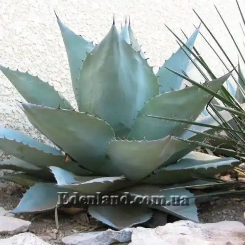 Изображение Агава яйцелистная (Гигант) - Agave ovatifolia (Giant)