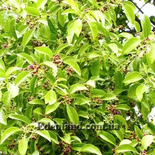 Зображення цветущий куст