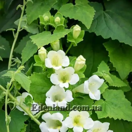 Изображение Маурандия стыдливая (белая)  - Maurandia erubescens (alba)