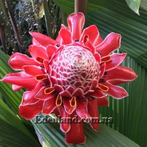 Изображение Этлингера возвышенная (Розовый факел) - Etlingera elatior (Pink Torch)