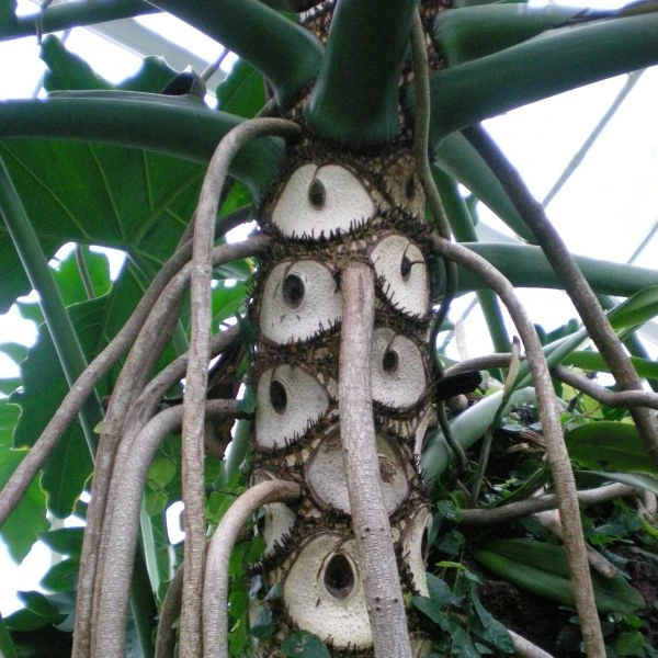 Зображення Тауматофіллум двоперисторозсічений (Філодендрон Селло) - Thaumatophyllum bipinnatifidum 