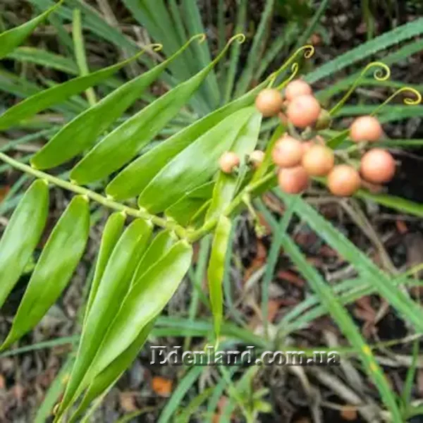 Зображення Флагелларія індійська - Flagellaria indica