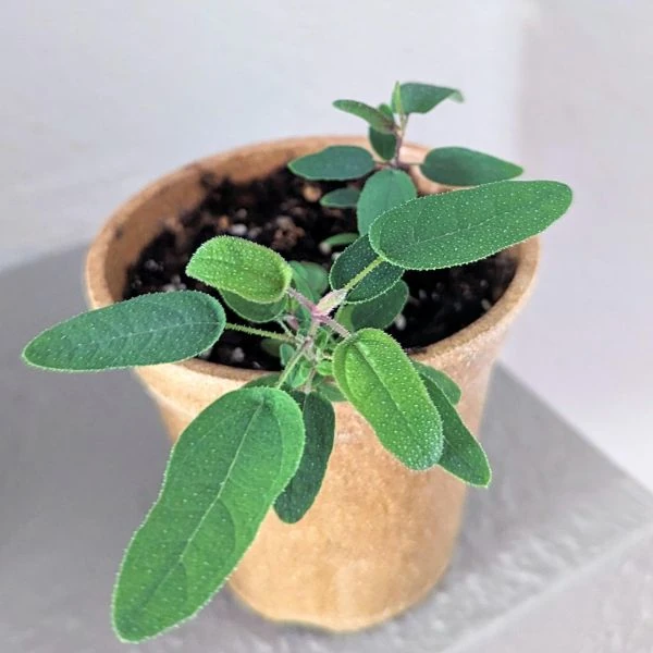 Изображение Эвкалипт лимонный - Eucalyptus citriodora