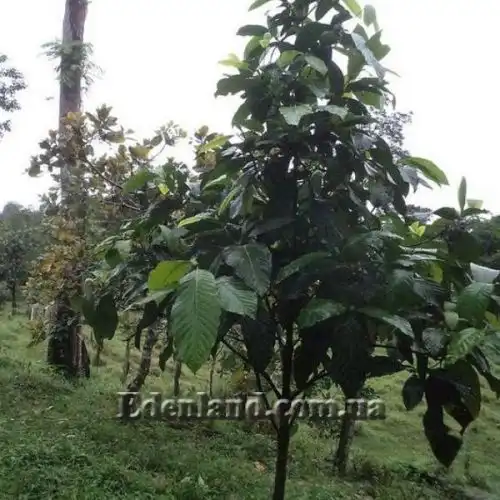 Изображение Бороджо Патиньо - Borojoa patinoi