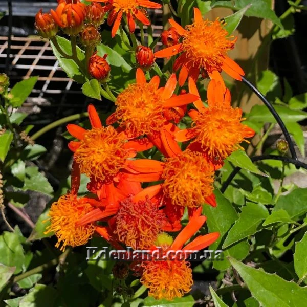 Изображение цветение