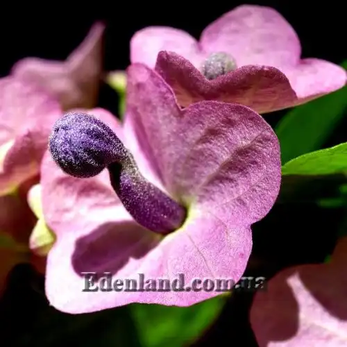 Зображення Каромія гарна - Karomia speciosa 