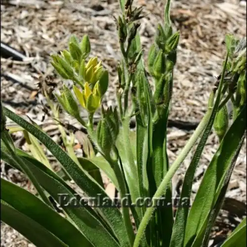 Изображение Гипоксис гемерокаллисовидный - Hypoxis hemerocallidea