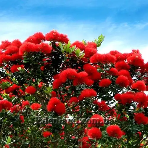 Изображение Метросидерос высокий - Metrosideros excelsa