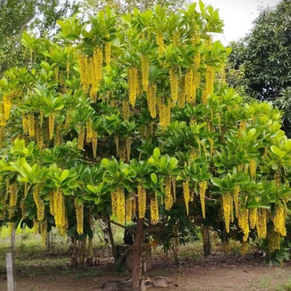 Зображення Спахея молочна - Spachea lactescens  
