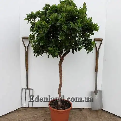 Изображение дерево в кадке