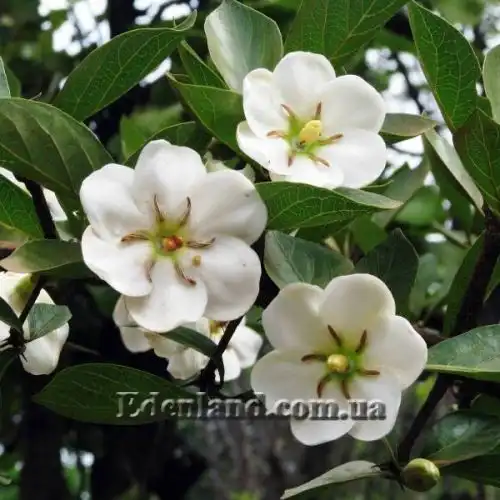 Зображення Тамілнадія болотна - Tamilnadia uliginosa