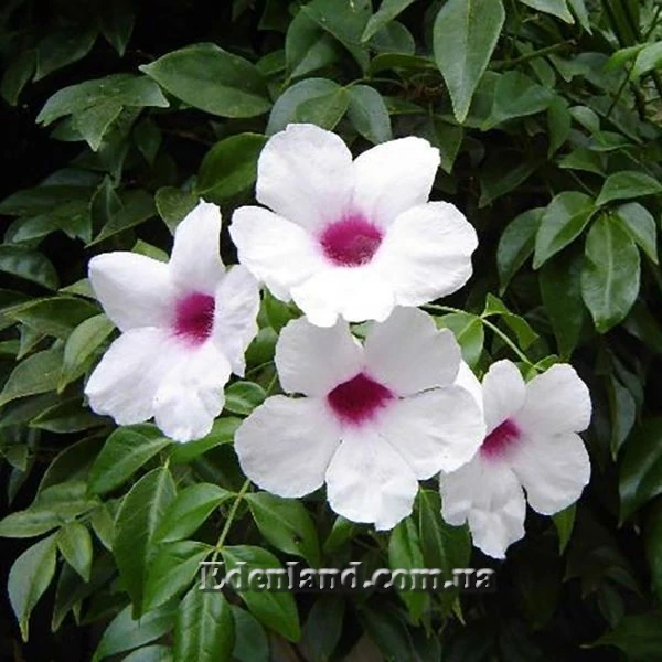 Изображение Пандорея жасминовидная - Pandorea jasminoides