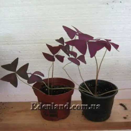 Изображение саженцы в продаже