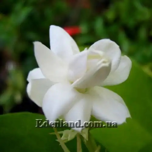 Изображение Жасмин самбак  - Jasminum sambac 